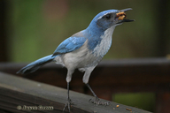 Aphelocoma californica californica