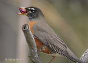 Turdus migratorius