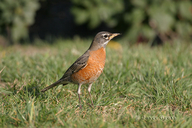 Turdus migratorius