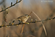 Zonotrichia leucophrys