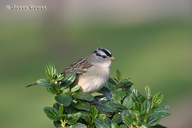 Zonotrichia leucophrys