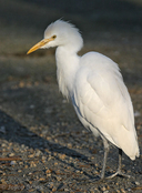Bubulcus ibis