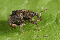 Conotrachelus nenuphar