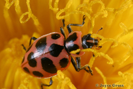 Coleomegilla fuscilabris