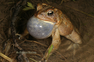 Anaxyrus americanus