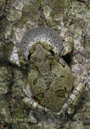 Hyla versicolor