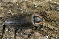 Ellychnia sp.