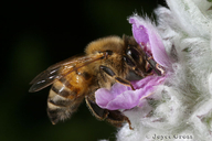 Apis mellifera