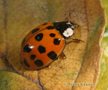 Harmonia axyridis