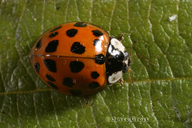 Harmonia axyridis