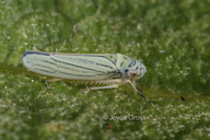 Graphocephala atropunctata