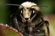 Bombus vosnesenskii