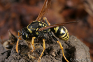 Polistes dominula