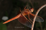 Libellula saturata