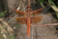 Libellula saturata