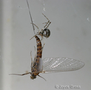 Ephemeroptera