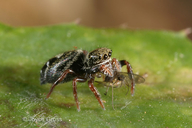 Aphididae