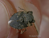 Gelastocoris oculatus