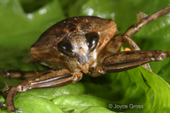 Lethocerus sp.