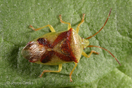 Elasmostethus cruciatus