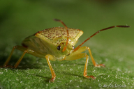 Elasmostethus cruciatus