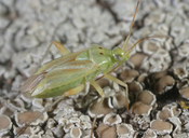 Miridae