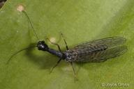 Raphidiidae