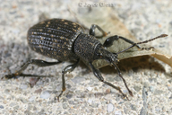 Otiorhynchus sulcatus