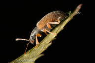 Phyllobius oblongus