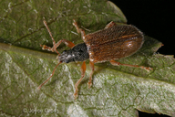 Phyllobius oblongus