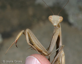 Mantis religiosa