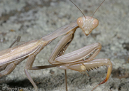 Mantis religiosa
