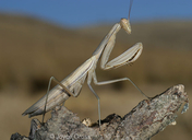Mantis religiosa