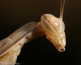 Mantis religiosa