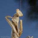 Mantis religiosa