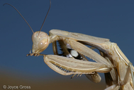 Mantis religiosa