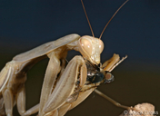 Mantis religiosa