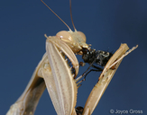 Mantis religiosa