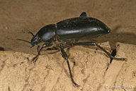 Tenebrionidae
