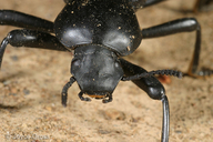 Tenebrionidae