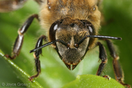 Apis mellifera