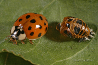 Harmonia axyridis