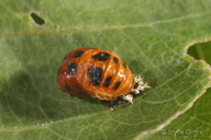 Harmonia axyridis