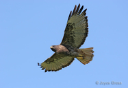 Buteo jamaicensis