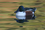 Spatula clypeata