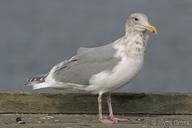 Larus glaucescens