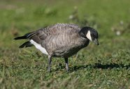 Branta hutchinsii