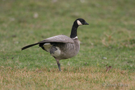 Branta hutchinsii