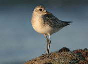 Pluvialis squatarola