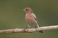 Haemorhous mexicanus